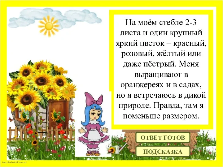 На моём стебле 2-3 листа и один крупный яркий цветок