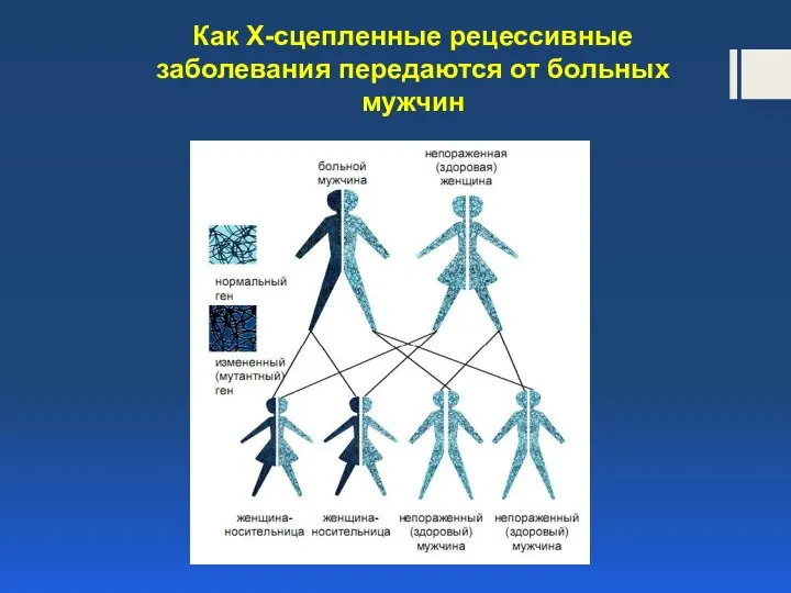 Как Х-сцепленные рецессивные заболевания передаются от больных мужчин