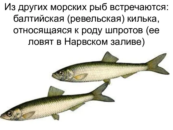 Из других морских рыб встречаются: балтийская (ревельская) килька, относящаяся к