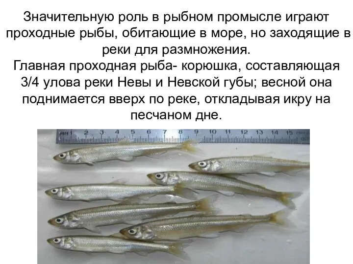Значительную роль в рыбном промысле играют проходные рыбы, обитающие в