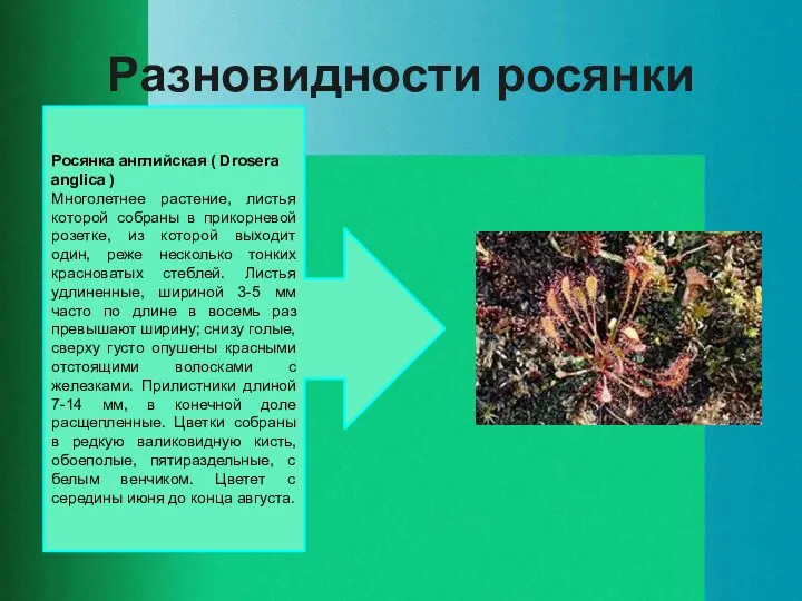 Разновидности росянки Росянка английская ( Drosera anglica ) Многолетнее растение, листья которой собраны