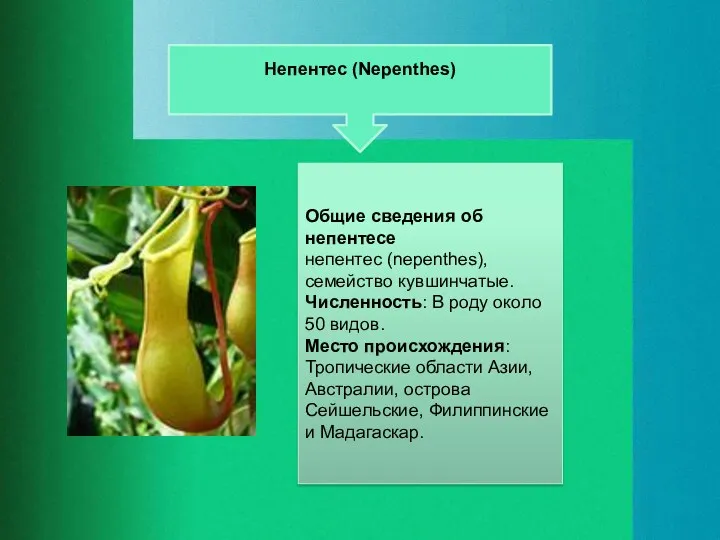 Непентес (Nepenthes) Общие сведения об непентесе непентес (nepenthes), семейство кувшинчатые. Численность: В роду