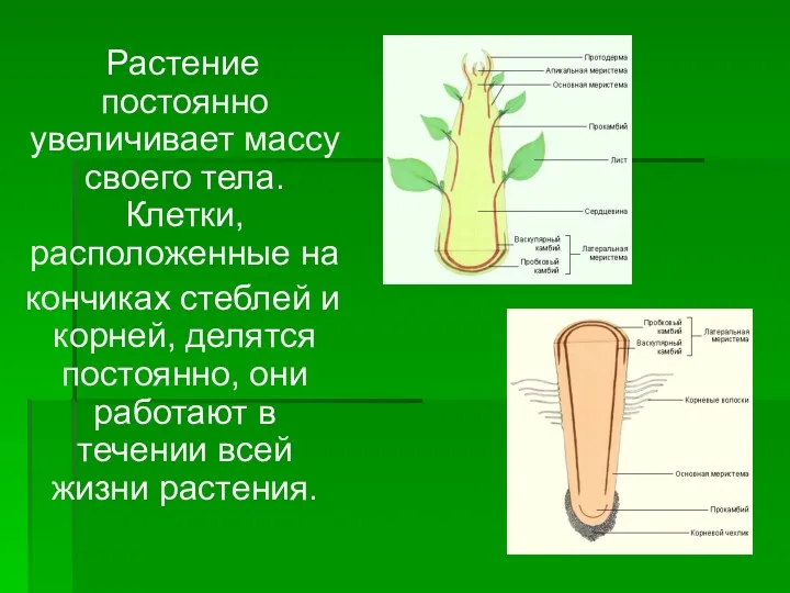 Растение постоянно увеличивает массу своего тела. Клетки, расположенные на кончиках