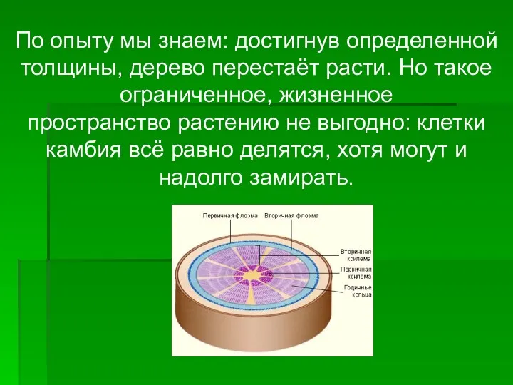 По опыту мы знаем: достигнув определенной толщины, дерево перестаёт расти.