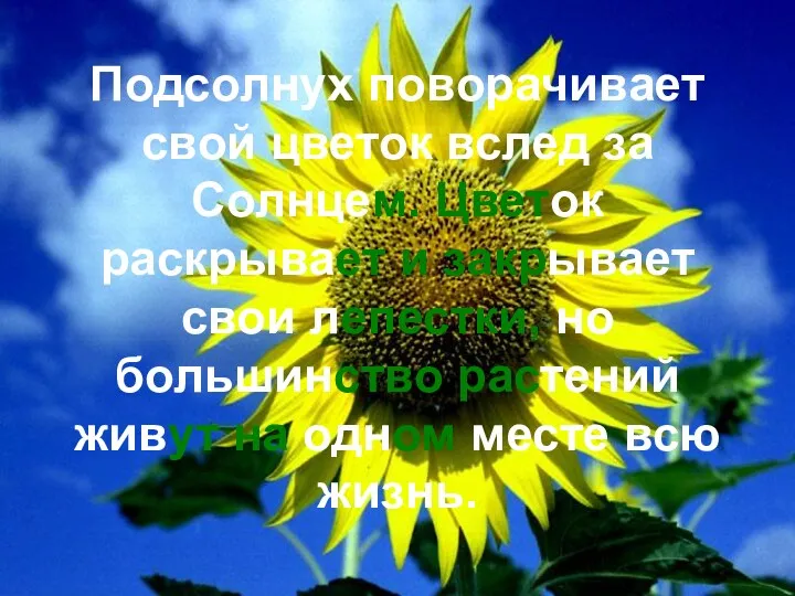 Подсолнух поворачивает свой цветок вслед за Солнцем. Цветок раскрывает и