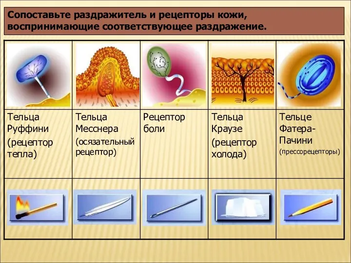 Сопоставьте раздражитель и рецепторы кожи, воспринимающие соответствующее раздражение.