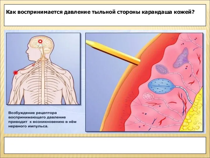 Как воспринимается давление тыльной стороны карандаша кожей?