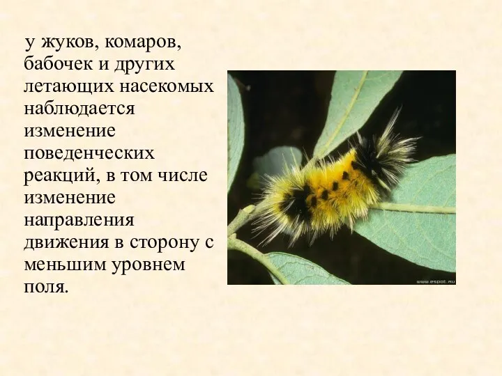 у жуков, комаров, бабочек и других летающих насекомых наблюдается изменение