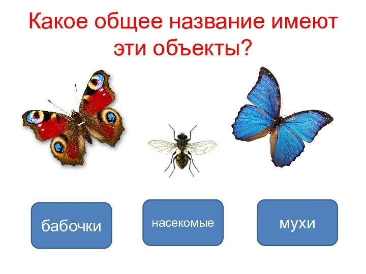 Какое общее название имеют эти объекты? насекомые бабочки мухи