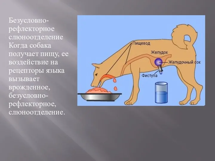 Безусловно-рефлекторное слюноотделение Когда собака получает пищу, ее воздействие на рецепторы языка вызывает врожденное, безусловно-рефлекторное, слюноотделение.