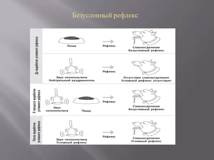 Безусловный рефлекс