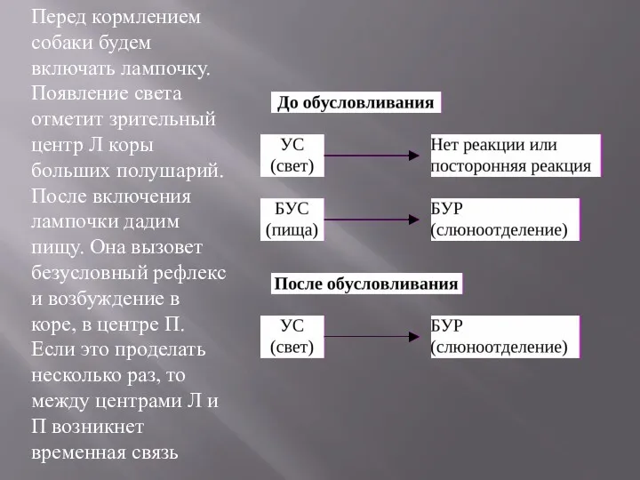 Перед кормлением собаки будем включать лампочку. Появление света отметит зрительный