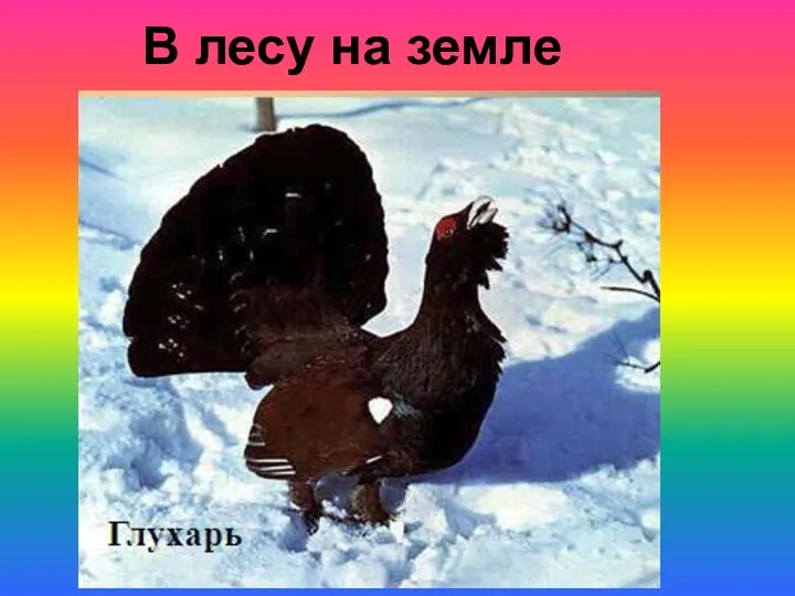 В лесу на земле