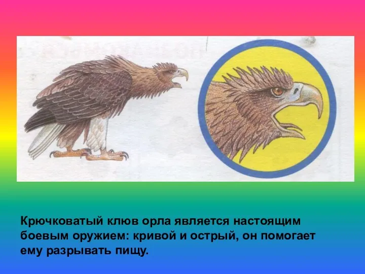 Крючковатый клюв орла является настоящим боевым оружием: кривой и острый, он помогает ему разрывать пищу.