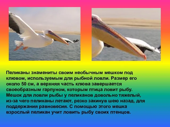 Пеликаны знамениты своим необычным мешком под клювом, используемым для рыбной