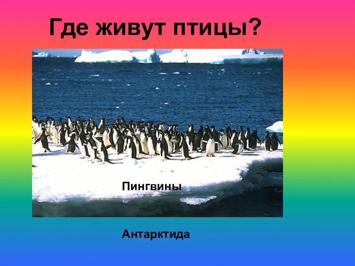 Где живут птицы? Хвост Антарктида Пингвины