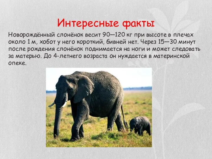 Интересные факты Новорождённый слонёнок весит 90—120 кг при высоте в плечах около 1