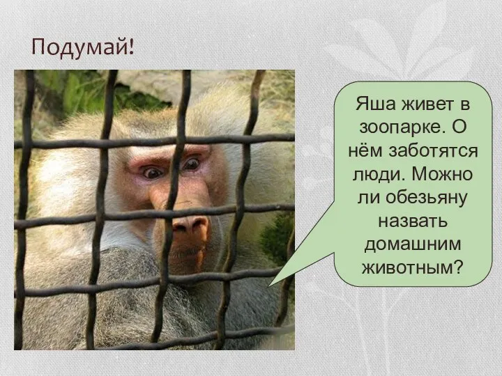 Подумай! Яша живет в зоопарке. О нём заботятся люди. Можно ли обезьяну назвать домашним животным?