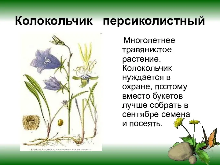 Колокольчик персиколистный Многолетнее травянистое растение. Колокольчик нуждается в охране, поэтому вместо букетов лучше