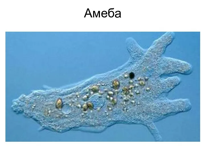 Амеба