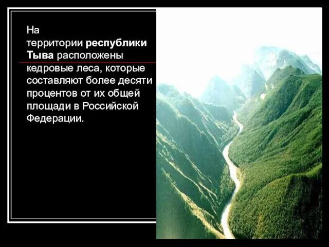 На территории республики Тыва расположены кедровые леса, которые составляют более