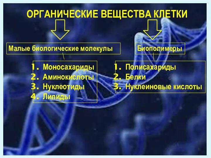 ОРГАНИЧЕСКИЕ ВЕЩЕСТВА КЛЕТКИ Малые биологические молекулы Биополимеры Моносахариды Аминокислоты Нуклеотиды Липиды Полисахариды Белки Нуклеиновые кислоты