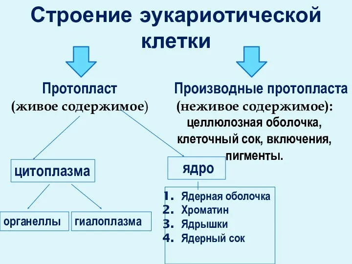 Строение эукариотической клетки Протопласт (живое содержимое) Производные протопласта (неживое содержимое):