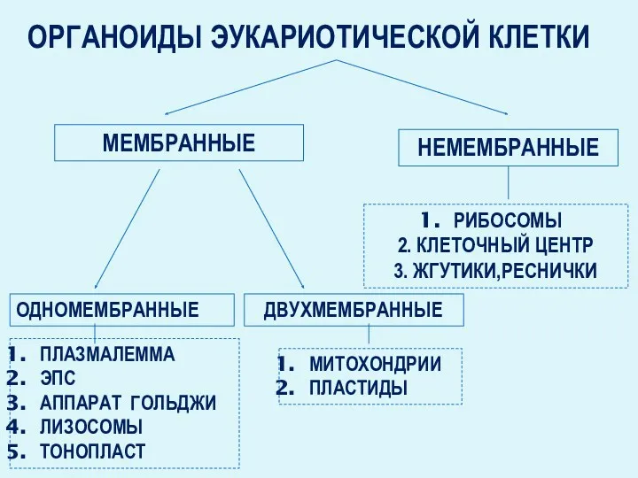 ОРГАНОИДЫ ЭУКАРИОТИЧЕСКОЙ КЛЕТКИ МЕМБРАННЫЕ НЕМЕМБРАННЫЕ РИБОСОМЫ 2. КЛЕТОЧНЫЙ ЦЕНТР 3.