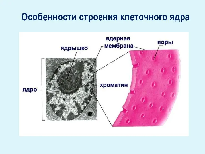 Особенности строения клеточного ядра