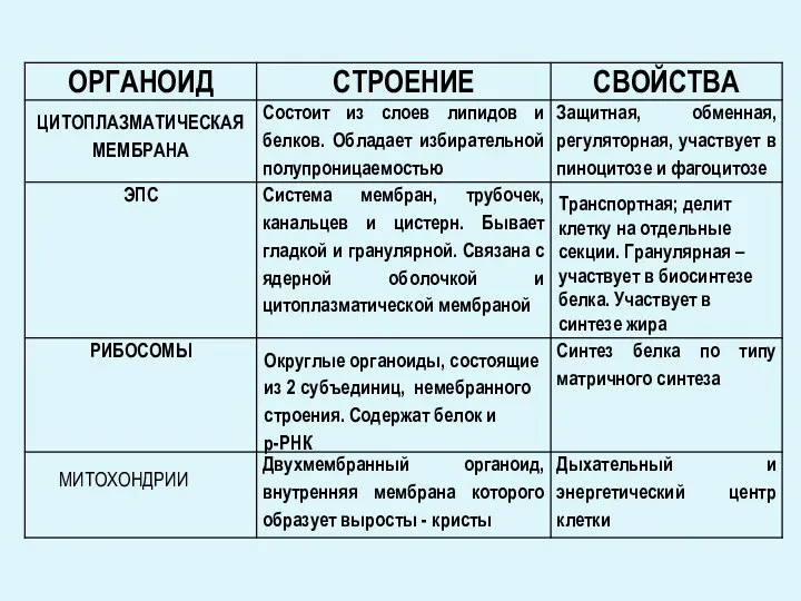 ЦИТОПЛАЗМАТИЧЕСКАЯ МЕМБРАНА Транспортная; делит клетку на отдельные секции. Гранулярная –