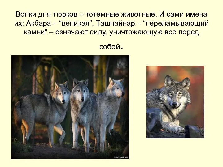 Волки для тюрков – тотемные животные. И сами имена их: