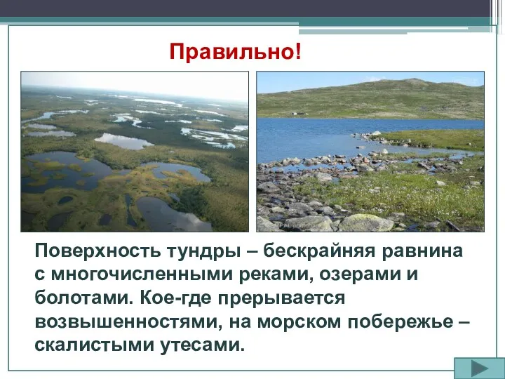 Правильно! Поверхность тундры – бескрайняя равнина с многочисленными реками, озерами