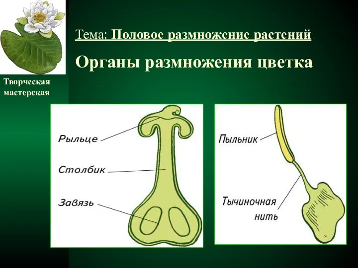 Тема: Половое размножение растений Органы размножения цветка Творческая мастерская