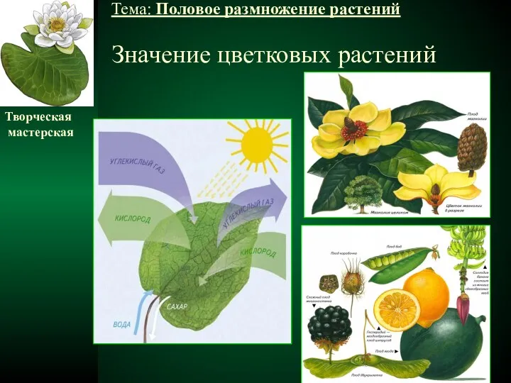 Значение цветковых растений Тема: Половое размножение растений Творческая мастерская