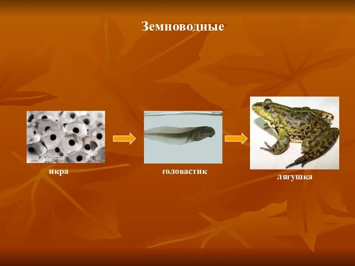 Земноводные икра головастик лягушка