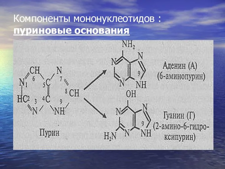 Компоненты мононуклеотидов : пуриновые основания