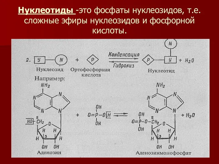 Нуклеотиды -это фосфаты нуклеозидов, т.е.сложные эфиры нуклеозидов и фосфорной кислоты.