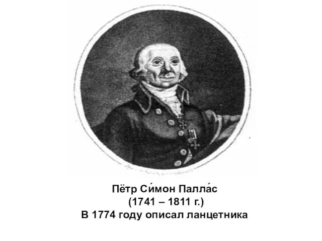 Пётр Си́мон Палла́с (1741 – 1811 г.) В 1774 году описал ланцетника