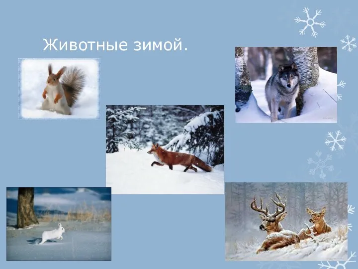 Животные зимой.