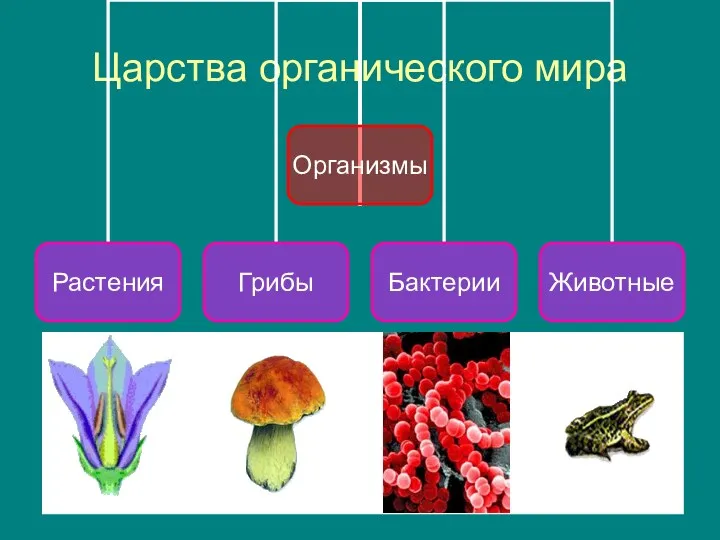 Царства органического мира