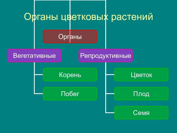 Органы цветковых растений