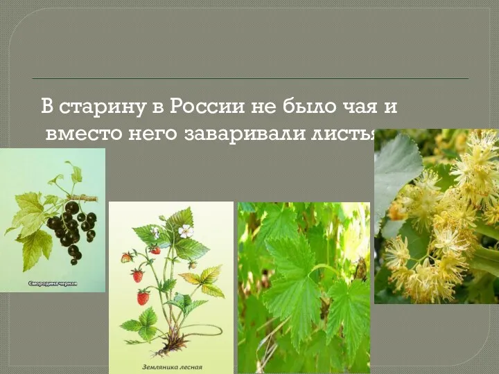 В старину в России не было чая и вместо него заваривали листья