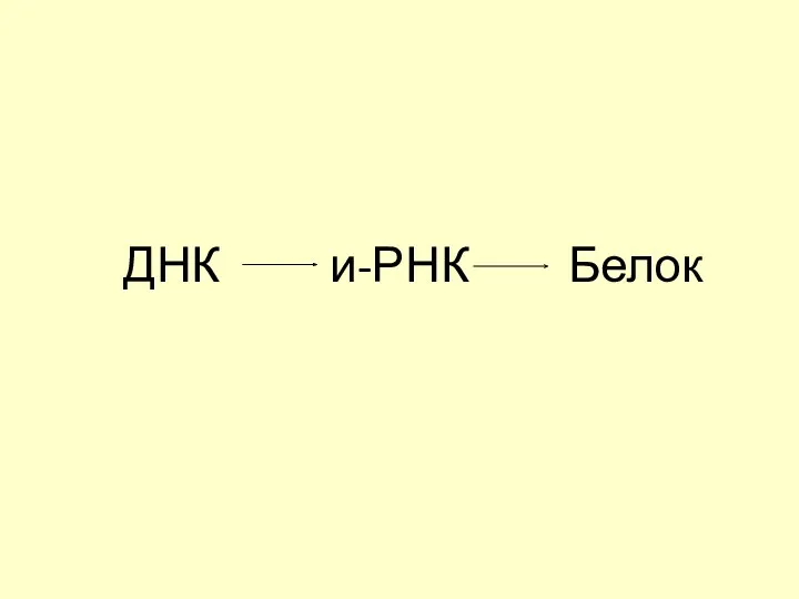 ДНК и-РНК Белок