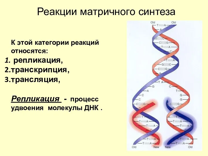 К этой категории реакций относятся: репликация, транскрипция, трансляция, Репликация -