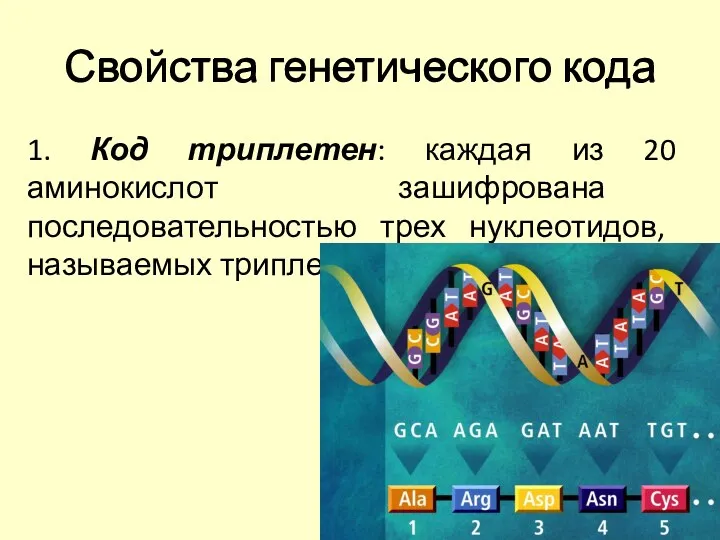 Свойства генетического кода 1. Код триплетен: каждая из 20 аминокислот