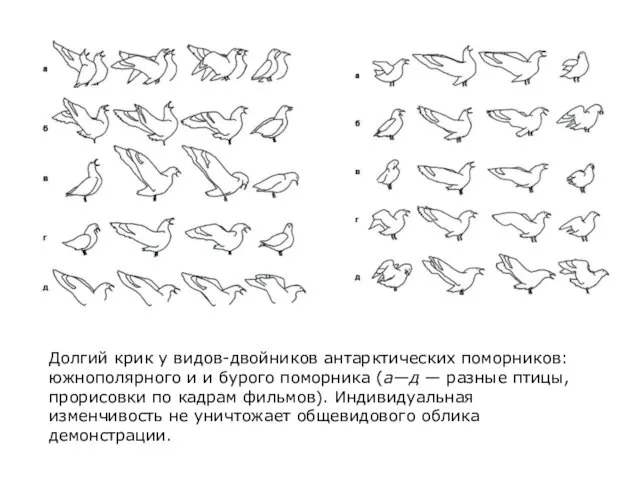 Долгий крик у видов-двойников антарктических поморников: южнополярного и и бурого