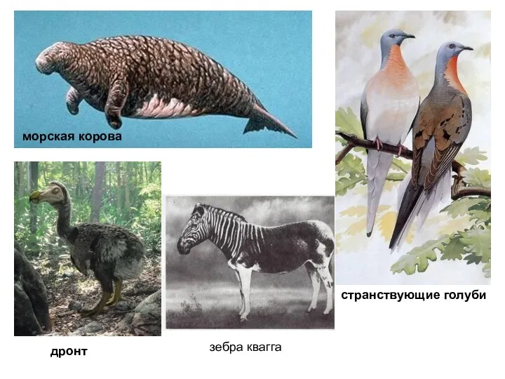 странствующие голуби морская корова дронт зебра квагга