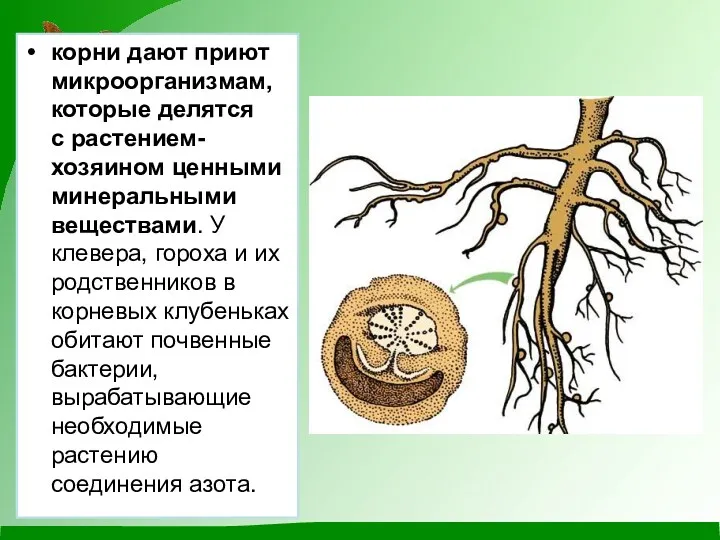 корни дают приют микроорганизмам, которые делятся с растением-хозяином ценными минеральными веществами. У клевера,