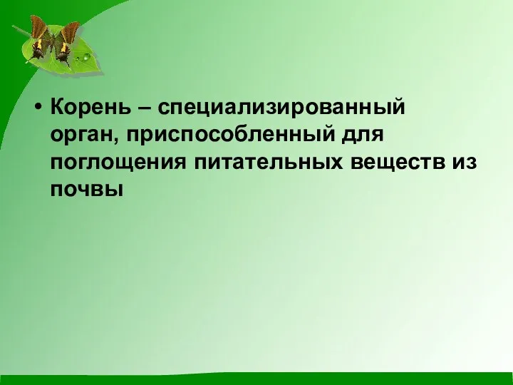 Корень – специализированный орган, приспособленный для поглощения питательных веществ из почвы