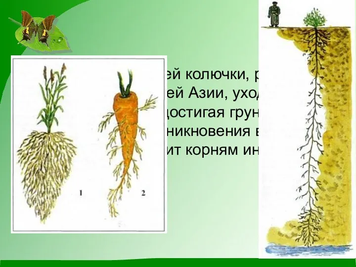 корень верблюжьей колючки, растущей в пустынях Средней Азии, уходит на глубину до 15